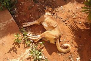 Suspeito de deixar cachorro sem água, comida e com patas machucadas é preso em Taquarussu