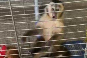 Por '300zentão', mulher salva vida de macaco que estava sendo espancando em Ponta Porã (vídeo)