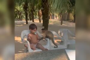 Meliante animal: macaco 'rouba' bolacha e chupeta de criança em Bonito (vídeo)