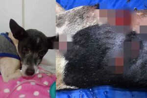 Dono dos Pitbulls não ajudou e sequer se solidarizou após ataque 