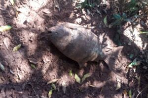 Morador encontra peixe morto na varanda de casa após rompimento de barragem em Jaraguari