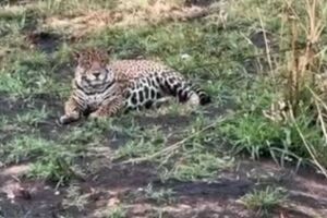 Onça é flagrada em pleno horário de descanso na beira de estrada em Miranda