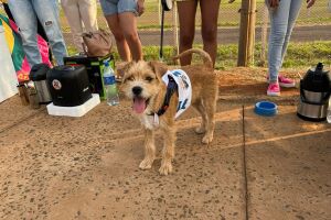 Cão Joca foi sensação durante adesivagem 