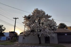 Nesta segunda, Campo Grande marca mínima de 18&ordm;C e máxima alcança os 36&ordm;C