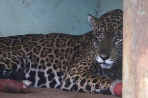 Morre onça-pintada Antã, resgatada dos incêndios no Pantanal 