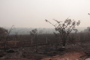 Árvores, vegetação rasteira e foram totalmente destruídas pelo fogo