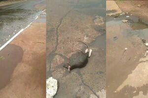 Esgoto estoura e morador filma mais de 20 ratazanas mortas no Zé Pereira (vídeo)