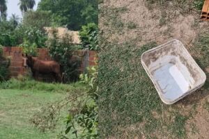 Cavalo é encontrado amarrado e sem água em propriedade em Aquidauana