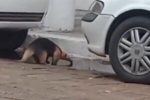 Moradores flagram tamanduá-mirim bebendo água em poça após chuva em Aquidauana (vídeo)