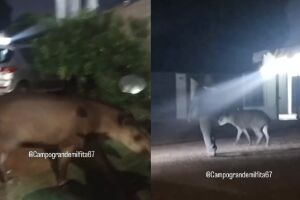 Antas são, geralmente, animais mansos, porém, não enxergam bem