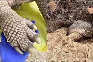Tatu-canastra com pênis de 33 centímetros é encontrado no Pantanal de MS
