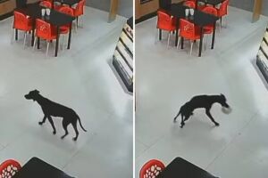 Cachorro entra em padaria, furta bolo e sai de mansinho em GO (vídeo)