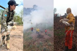 Tuiuiús são resgatados durante incêndio que destruiu ninho na Serra do Amolar e um morre 