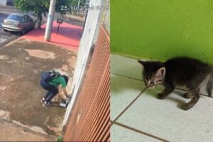 Adolescente é flagrada abandonando filhote de gato em Campo Grande (vídeo)