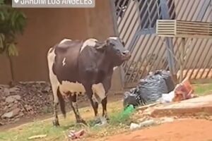 Bovino revira e come lixo em rua do Los Angeles 