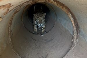 Onça Miranda está readaptada no Pantanal 