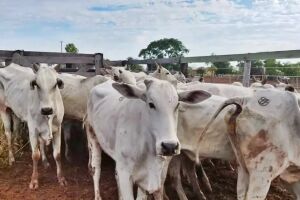 Fazendeiro é preso com 34 cabeças gado furtadas em Coxim 