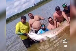 Grupo de pescadores captura dois pirarucus gigantes em município de São Paulo