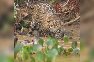 Ariranhas encaram e 'botam' onça-pintada para correr no Pantanal 