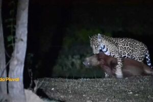 Onça é flagrada abatendo capivara em pousada no Pantanal (vídeo)