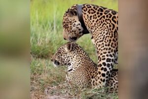 Onça inexperiente cruzou com macho no Pantanal 