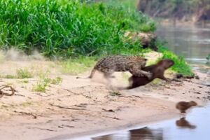 Capivara se sacrifica para salvar filhotes do ataque de onça-pintada no Pantanal (vídeo)