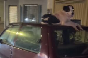 Cachorro protege carro contra 'pébas' do Aero Rancho (vídeo)