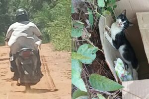 Homem é flagrado abandonando gato machucado em Aquidauana
