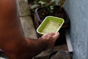 Mato Grosso do Sul registra quase 2 mil casos de dengue em 2025