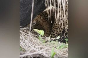 O amor está no ar: casal de onça-pintada é flagrado se acasalando no Pantanal (vídeo)