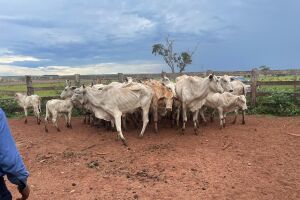 Suspeito de roubar animais de propriedades rurais é preso em Corguinho