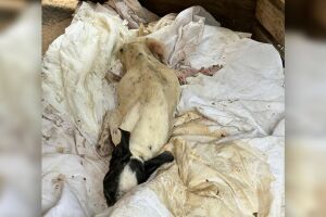 Cachorro com leishmaniose é encontrado em situação de maus-tratos em Três Lagoas