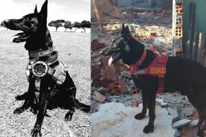 'Leal e valioso', Duke morre após 13 anos de dedicação nas buscas com o Corpo de Bombeiros 