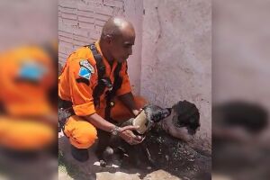 Cachorro preso em cano em muro é resgatado em Corumbá