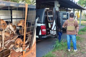 Homem é preso por maus-tratos de animais e caça ilegal em Angélica