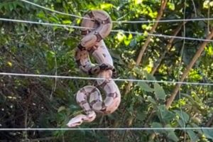 Jiboia enrolada em cerca no Parque dos Poderes