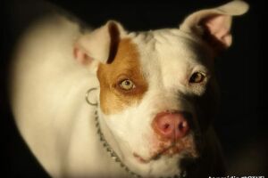 O jovem atacado pelo Pitbull sofreu perfurações na perna e precisou de atendimento médico