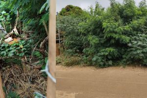 Terreno com matagal causa insegurança e riscos à saúde no Residencial Búzios