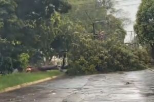 Temporal derruba árvores e causa interdições em Campo Grande (vídeos)
