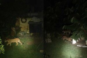 Fam&iacute;lia de on&ccedil;as ca&ccedil;a galinhas em fazenda de Corguinho: 'visitam toda noite'