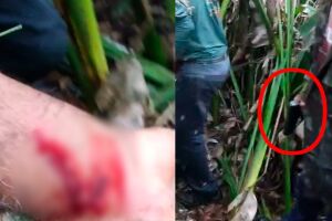 Durante buscas, onça retorna ao corpo da vítima e ataca equipe no Pantanal (vídeo)