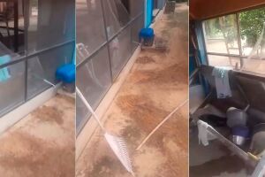 Onça que atacou caseiro retorna ao local à procura da caça no Pantanal (vídeo)