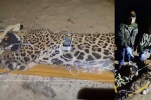 Onça e equipes de captura