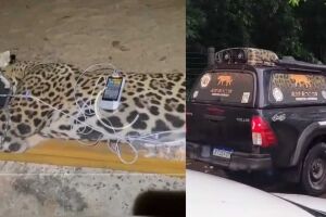 Onça que teria atacado caseiro é macho e pesa 94 quilos