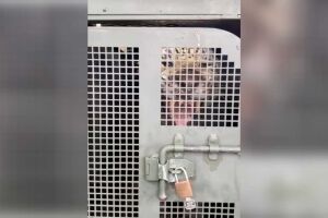 Agitada, onça capturada no Pantanal mostra as presas ao chegar em CRAS (vídeo)