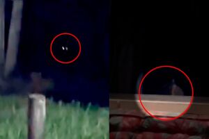 Onça-pintada devora gato de estimação e pula na frente de carro em Aquidauana (vídeo)