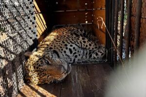 NA LATA: falar de on&ccedil;a rende e d&aacute; at&eacute; para abafar esc&acirc;ndalo em Campo Grande