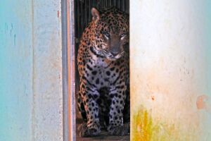 Onça-pintada que matou caseiro no Pantanal responde bem à reabilitação (vídeo)