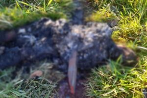 Vítima carbonizada em execução é identificada por parente em Ponta Porã