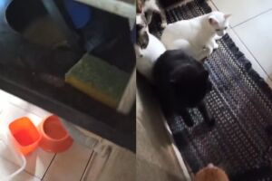 Abrigo vive crise e pede ajuda para alimentar 87 gatos resgatados em Campo Grande (vídeo)
